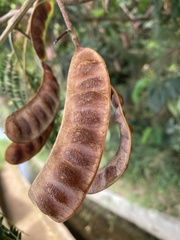 Paraserianthes