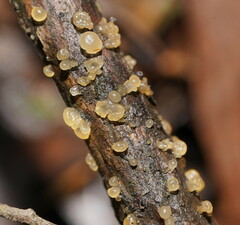 Calocera australis