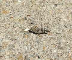 Oedipoda germanica