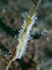 Lomanotus vermiformis