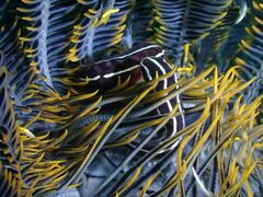 Lepadichthys lineatus