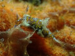 Trapania miltabrancha