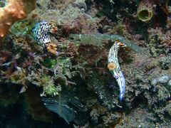 Hypselodoris zephyra