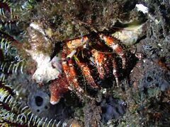 Dardanus sanguinolentus