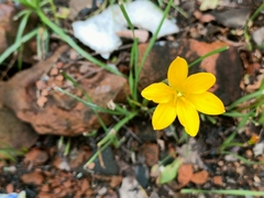 Zephyranthes citrina