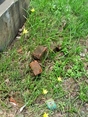Zephyranthes citrina