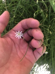 Stellaria graminea