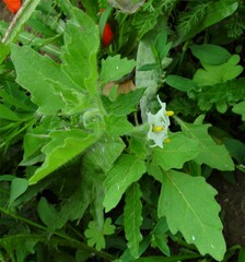 Solanum nitidibaccatum