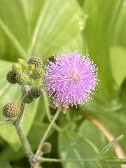 Mimosa pudica
