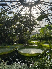 Victoria amazonica