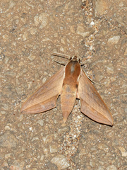 Theretra alecto cretica