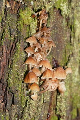 Mycena subgalericulata