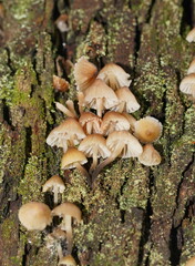 Mycena subgalericulata