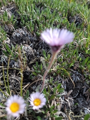 Erigeron muirii