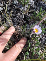 Erigeron muirii