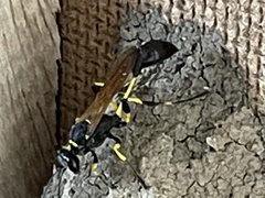 Sceliphron madraspatanum