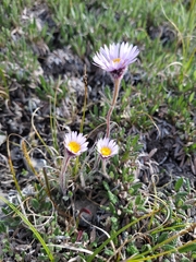Erigeron muirii