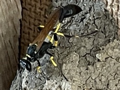 Sceliphron madraspatanum