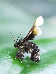 Tyrictaca pulchra