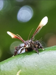Tyrictaca pulchra