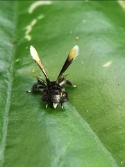 Tyrictaca pulchra