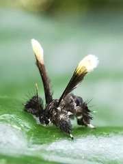 Tyrictaca pulchra