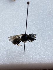 Ectemnius lapidarius