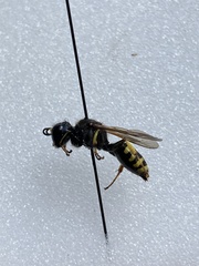 Ectemnius lapidarius