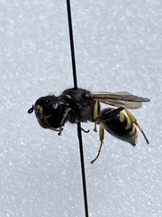 Ectemnius lapidarius