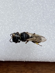 Ectemnius lapidarius