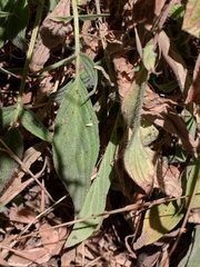 Phacelia heterophylla