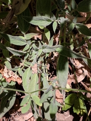 Phacelia heterophylla