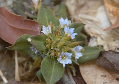 Gentiana hesseliana