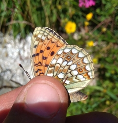 Argynnis niobe