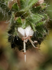 Phacelia heterophylla