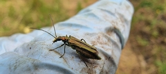 Oedemera nobilis