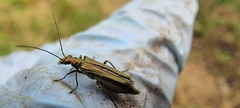 Oedemera nobilis