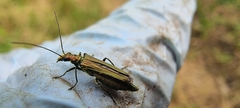 Oedemera nobilis