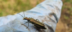 Oedemera nobilis