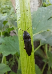 Melanotus castanipes