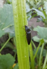 Melanotus castanipes
