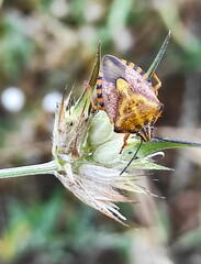 Carpocoris pudicus