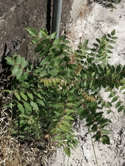 Rhus coriaria image