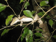 Uroplatus