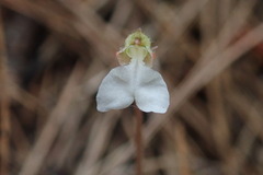 Odontochilus yakushimensis
