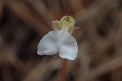 Odontochilus yakushimensis