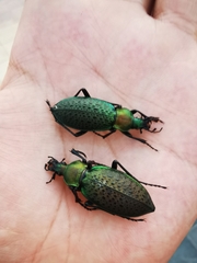 Carabus smaragdinus