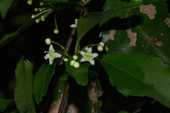 Gymnosporia harveyana