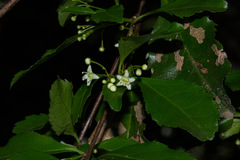 Gymnosporia harveyana