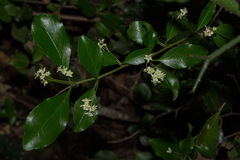 Gymnosporia harveyana